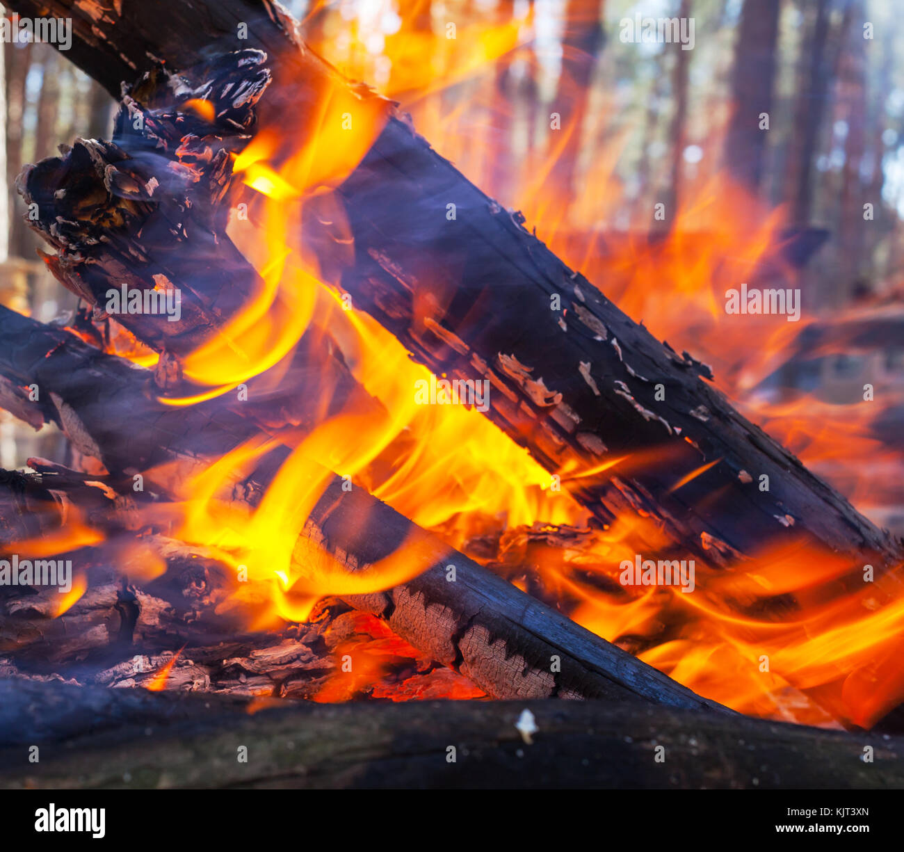Bonfire in the forest Stock Photo - Alamy