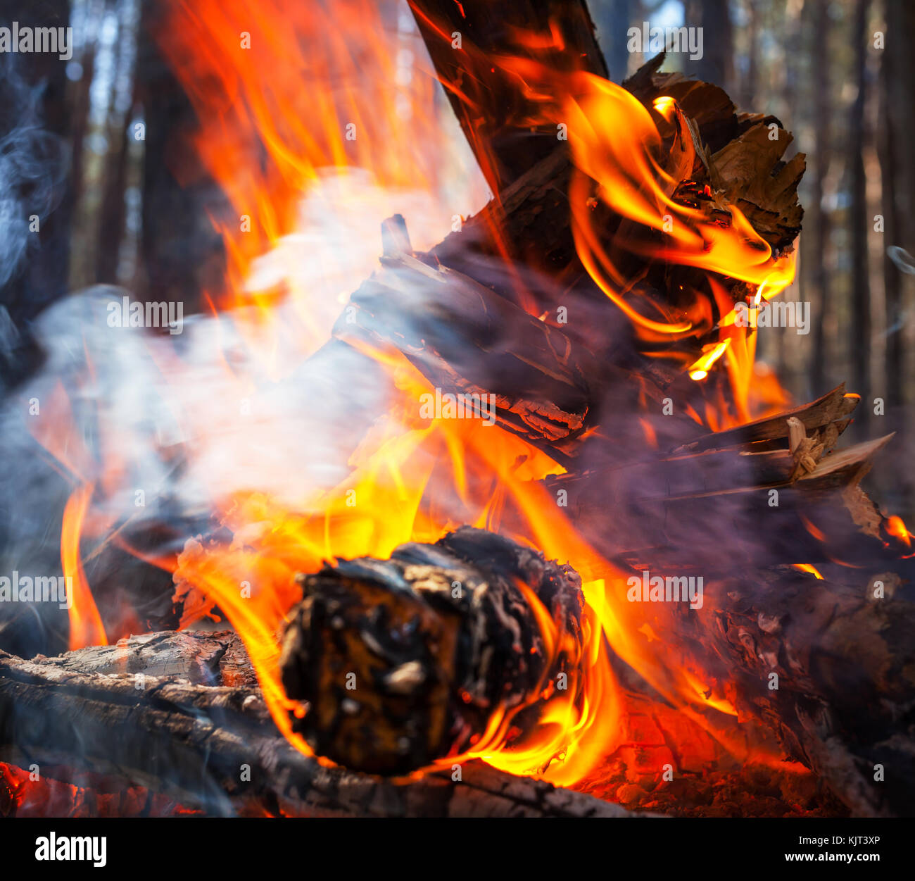 Bonfire in the forest Stock Photo - Alamy