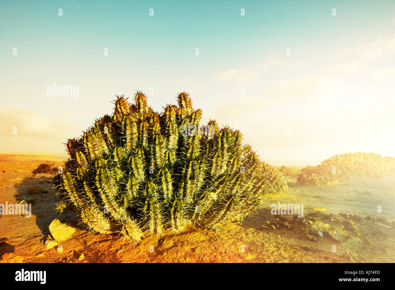 Cactus in Western Sahara Stock Photo - Alamy