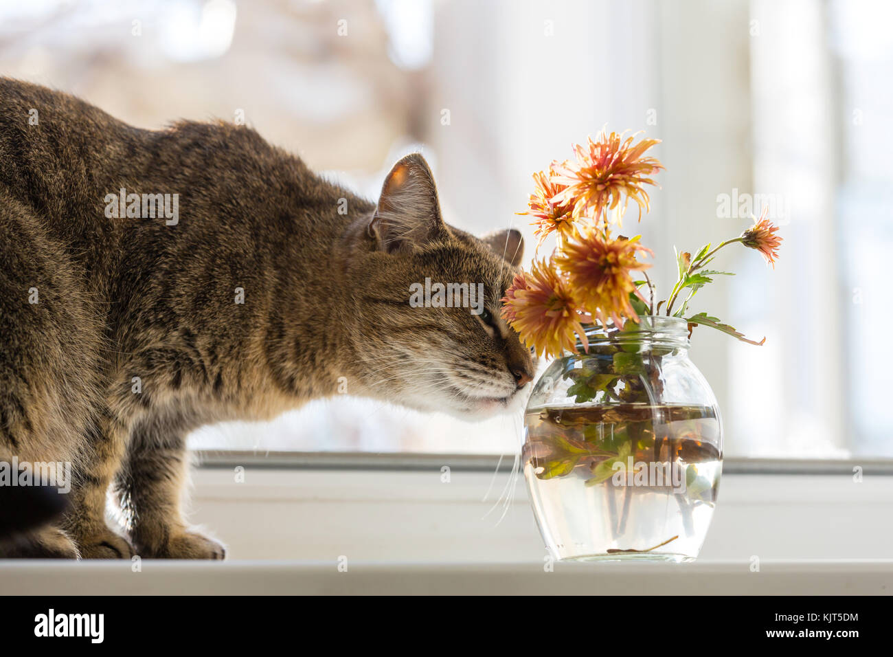 Cat smelling flowers Stock Photo - Alamy