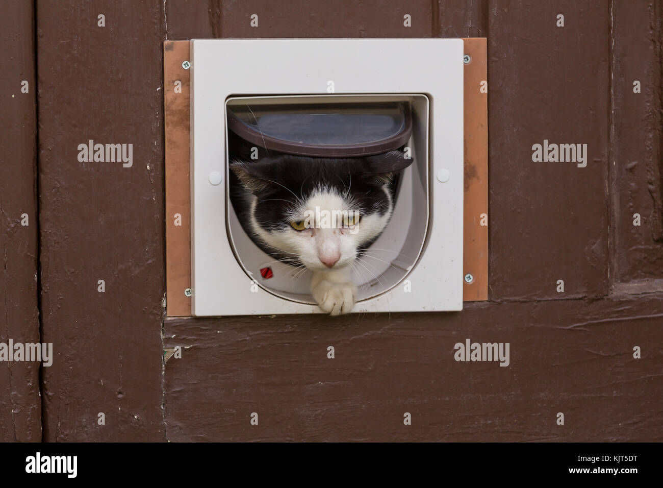 Closeup shot of the pretty tabby cat in the door for cats Stock Photo Alamy