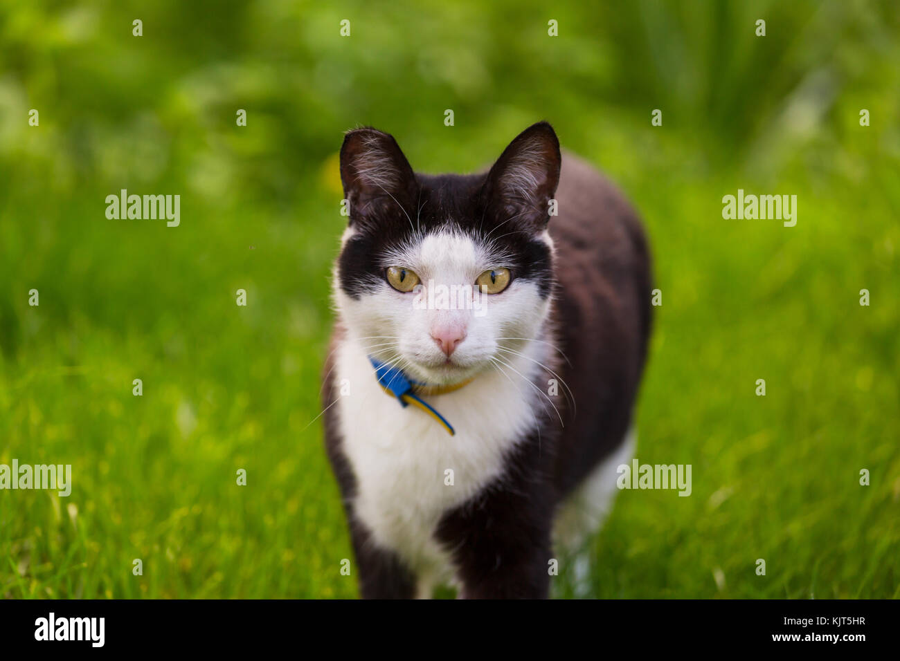 Tabby Cat, close up shot Stock Photo - Alamy