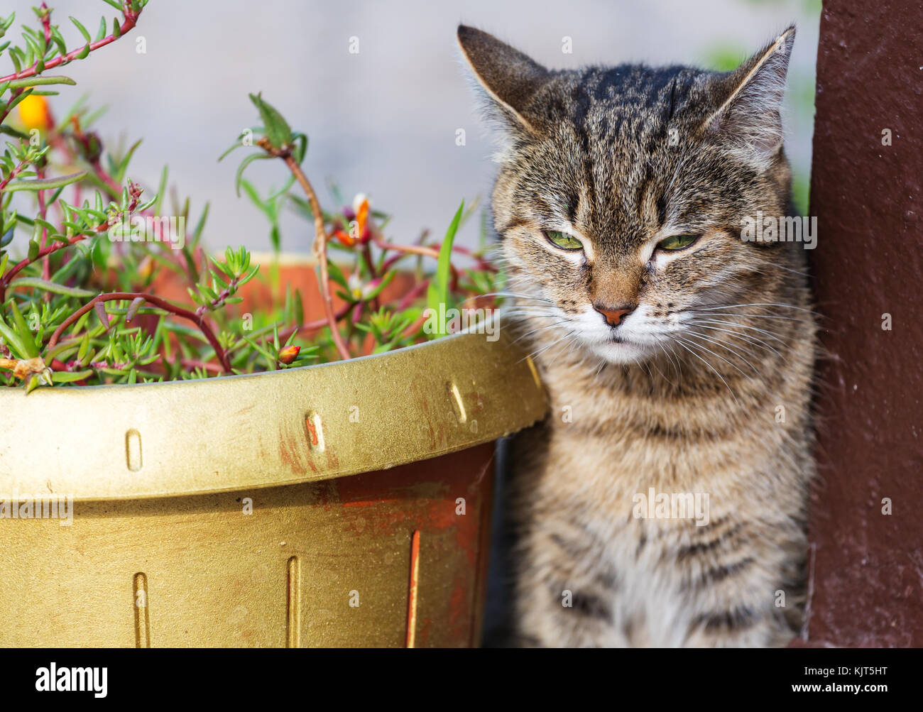 Tabby Cat, close up shot Stock Photo - Alamy
