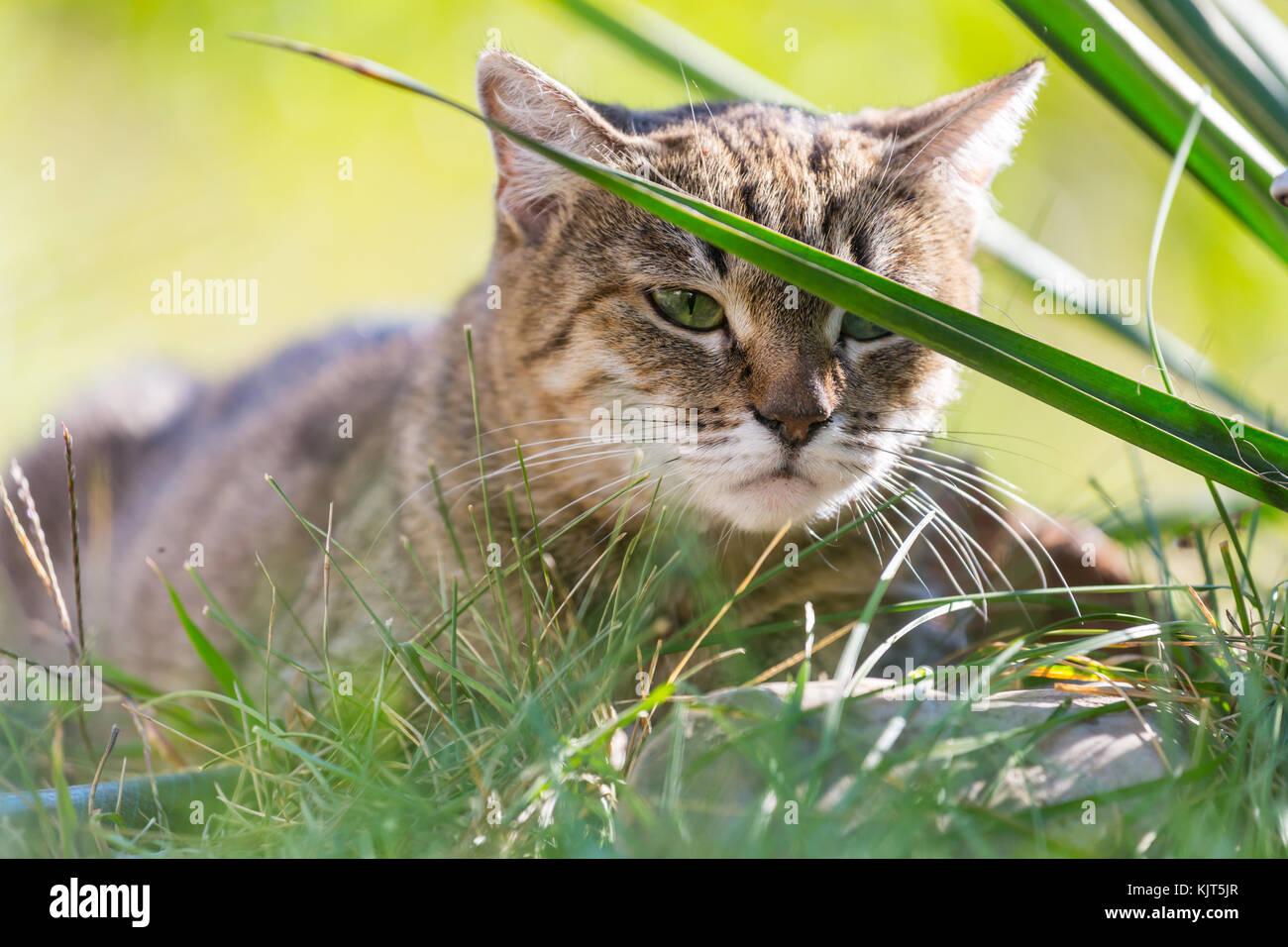 Close-up shot of the pretty tabby cat in the green grass Stock Photo ...
