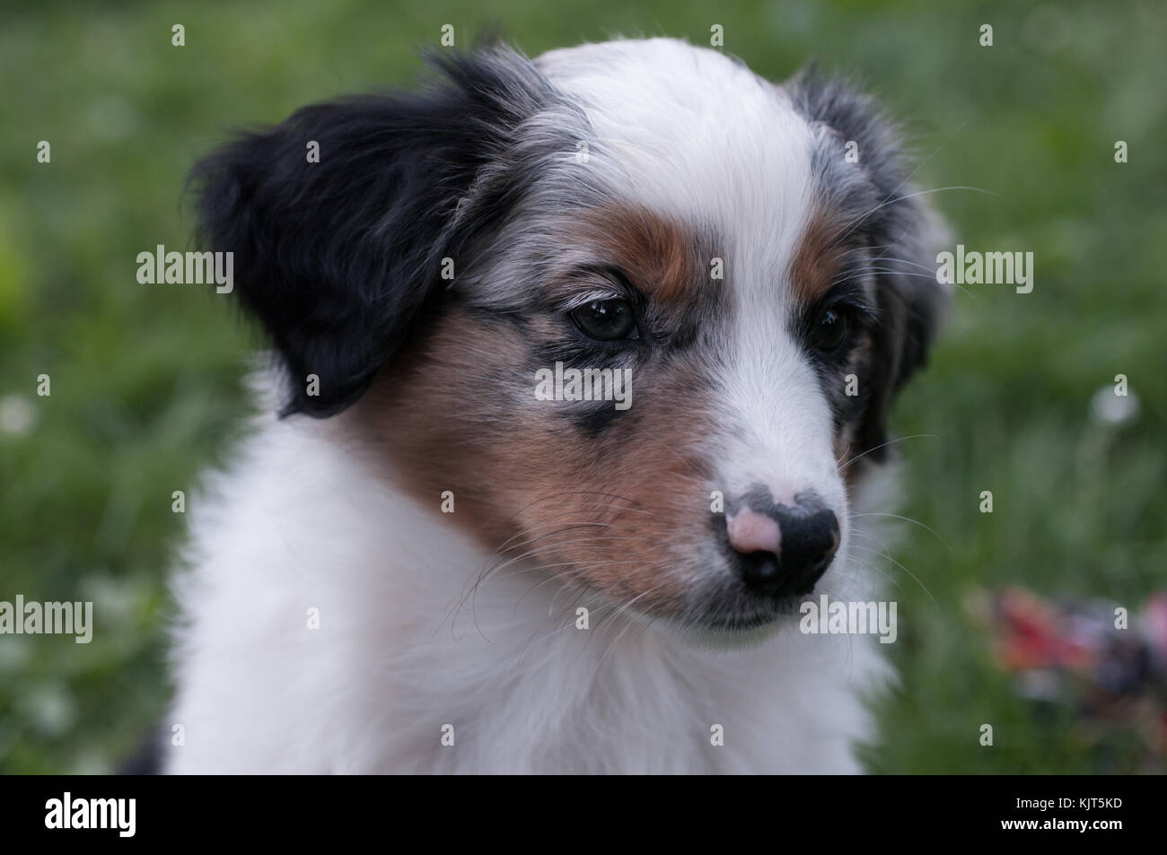 Australian Shepherd Dogs Puppies Merl Copper White Blue Stock Photo Alamy