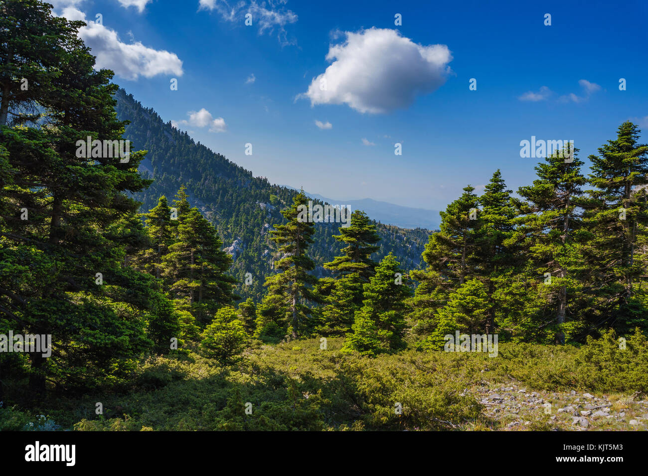 The famous Dirfys (or Dirfi) forest. It is a natural forest located on a mountain in the central part of the island of Euboea, Greece at 1,743 m. Stock Photo