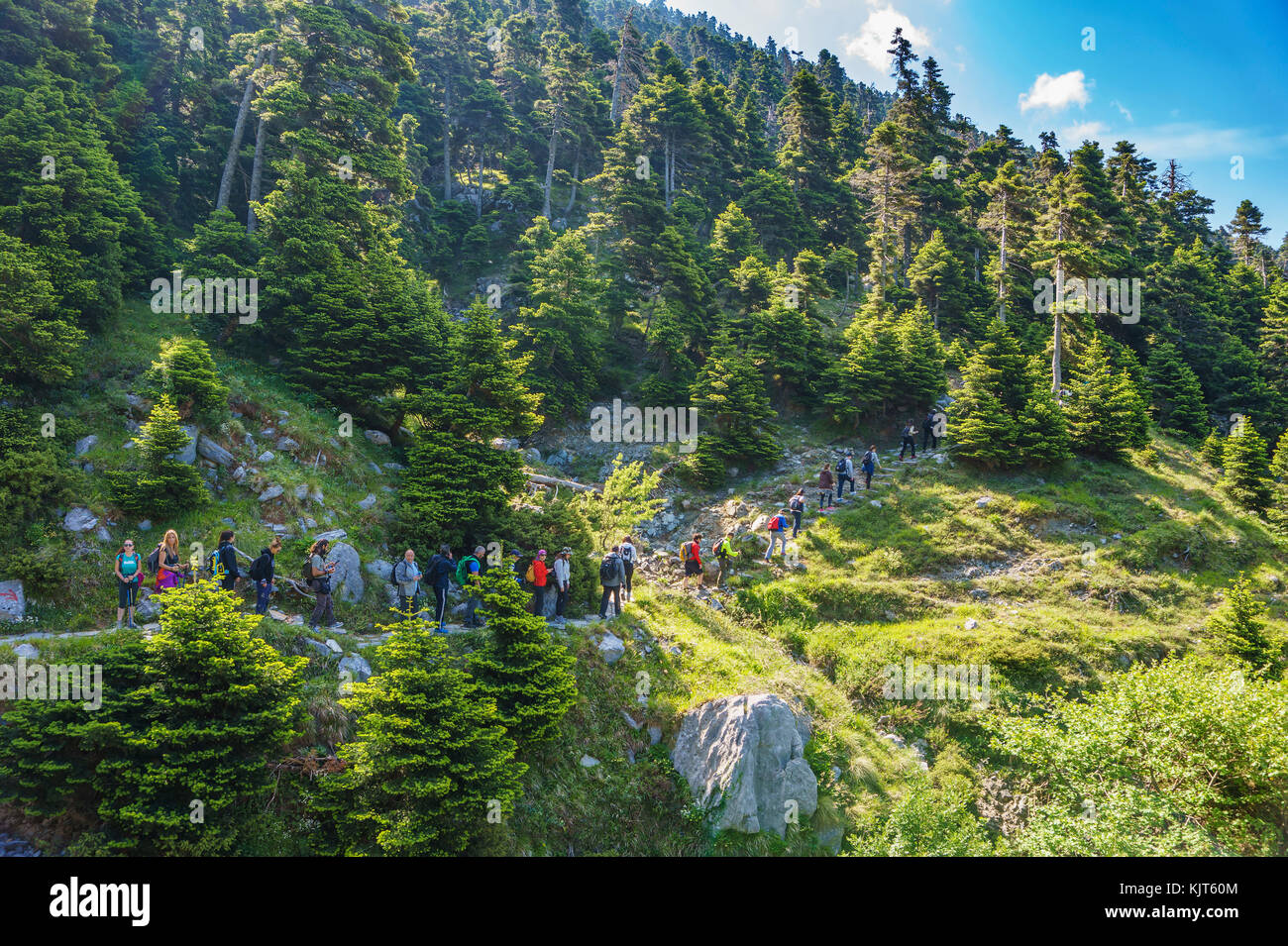 The famous Dirfys forest. It is a natural forest located on a mountain in the central part of the island of Euboea, Greece at 1,743 m elevation Stock Photo
