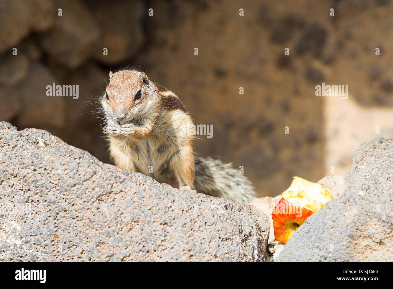 A munching squirrel holding a piece of an apple in its hands Stock Photo
