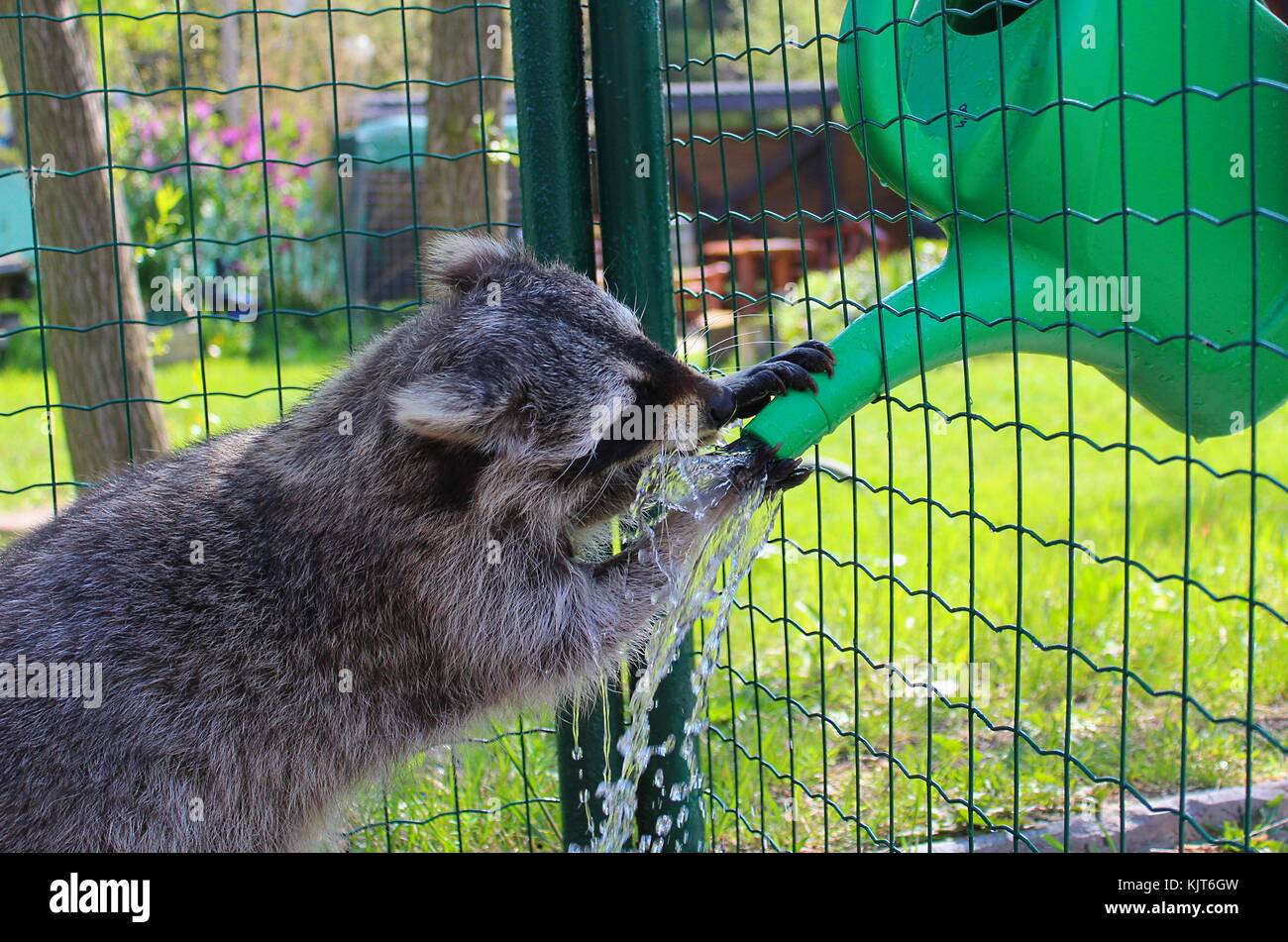 Cute Pet Racoon Drinking Water Stock Photo