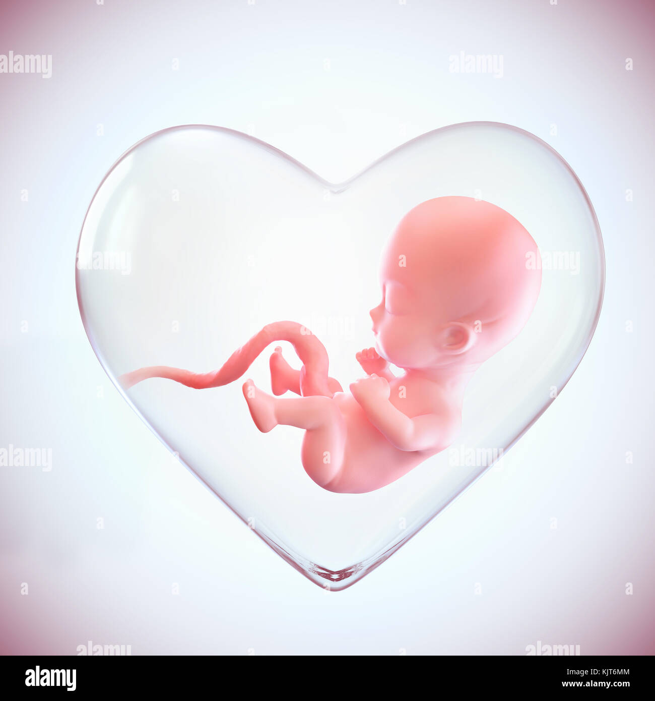 fetus inside the heart shape of womb, Love of mother concept, medically accurate 3d illustration of a fetus in week with Clipping path. Stock Photo