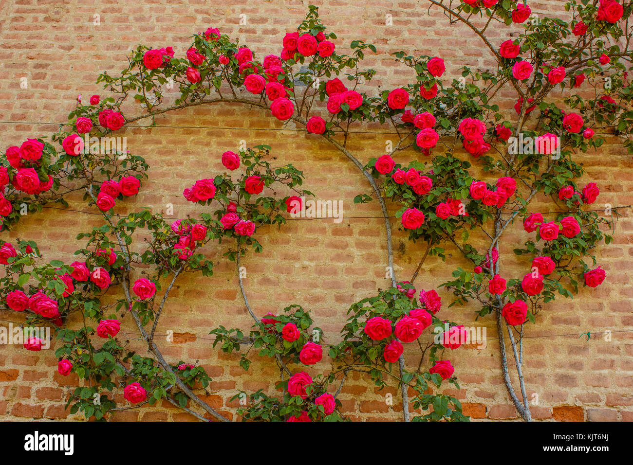 a roses climb on a brick wall /an explosion of blooming coloured roses