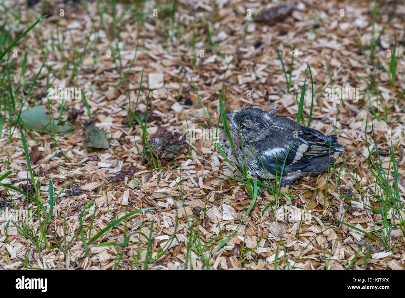 Little pied wagtail sitting on the ground Stock Photo