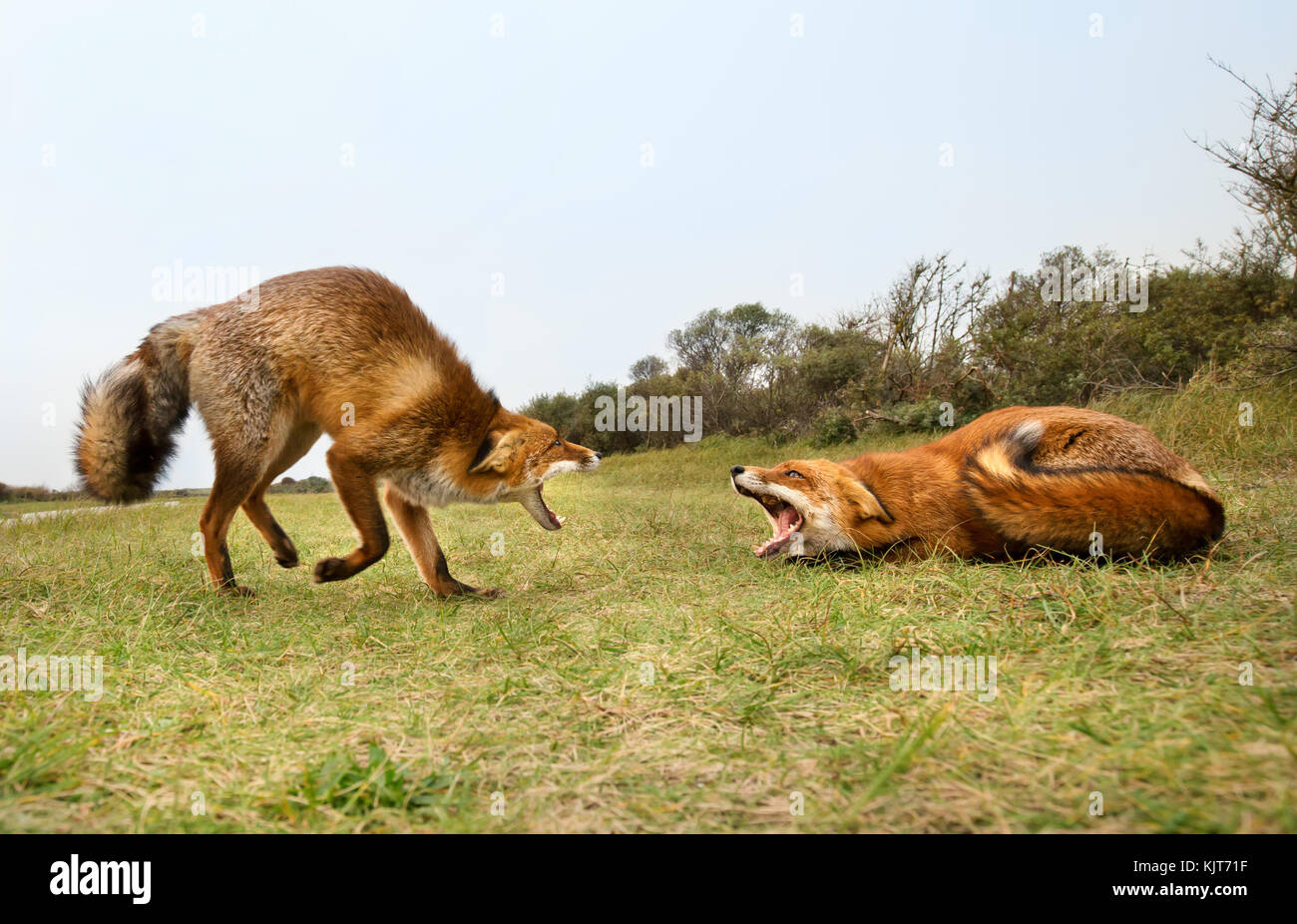 Two red foxes attacking each other and fighting over a territory trying