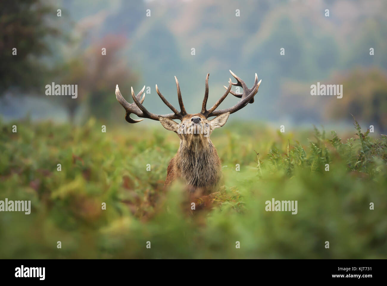 Deer Rut Stupid Funny deer animal hi-res stock photography and images - Alamy