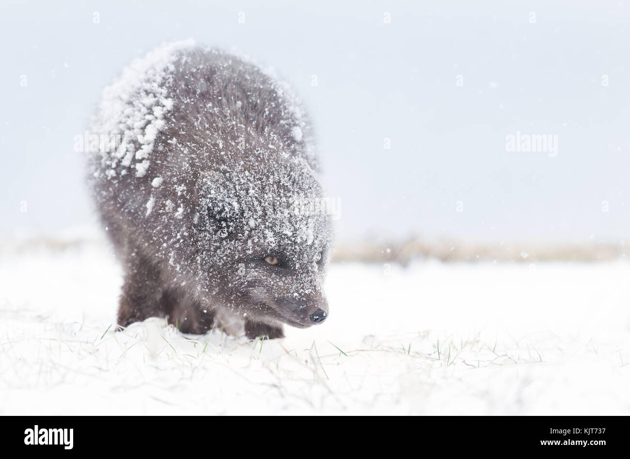 Blue Morph Arctic fox standing in the falling snow' winter in Iceland. Stock Photo