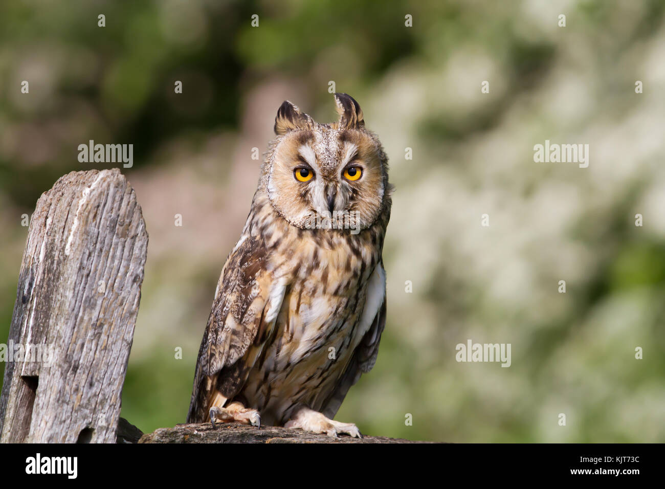 Long - eared owl perching on a post in the countryside in England. Stock Photo