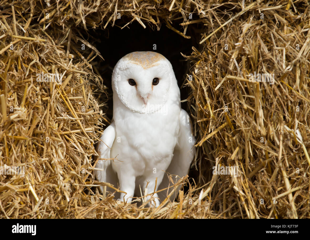 Barn owl sitting on hay Stock Photo