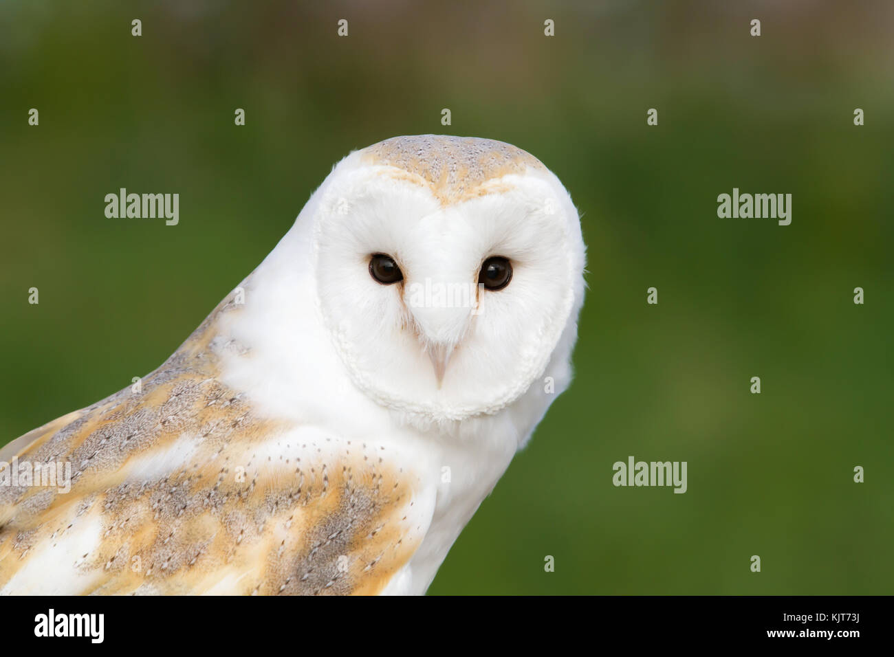 Close up of a barn owl against green background Stock Photo