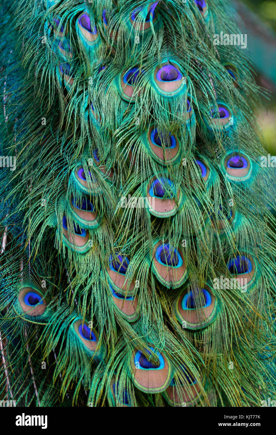 Feathers of a male Peafowl. Kuala Lumpur Bird Park Stock Photo
