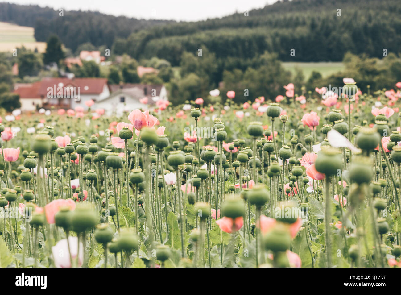 Blooming poppy seed field at the countryside of Austria Stock Photo