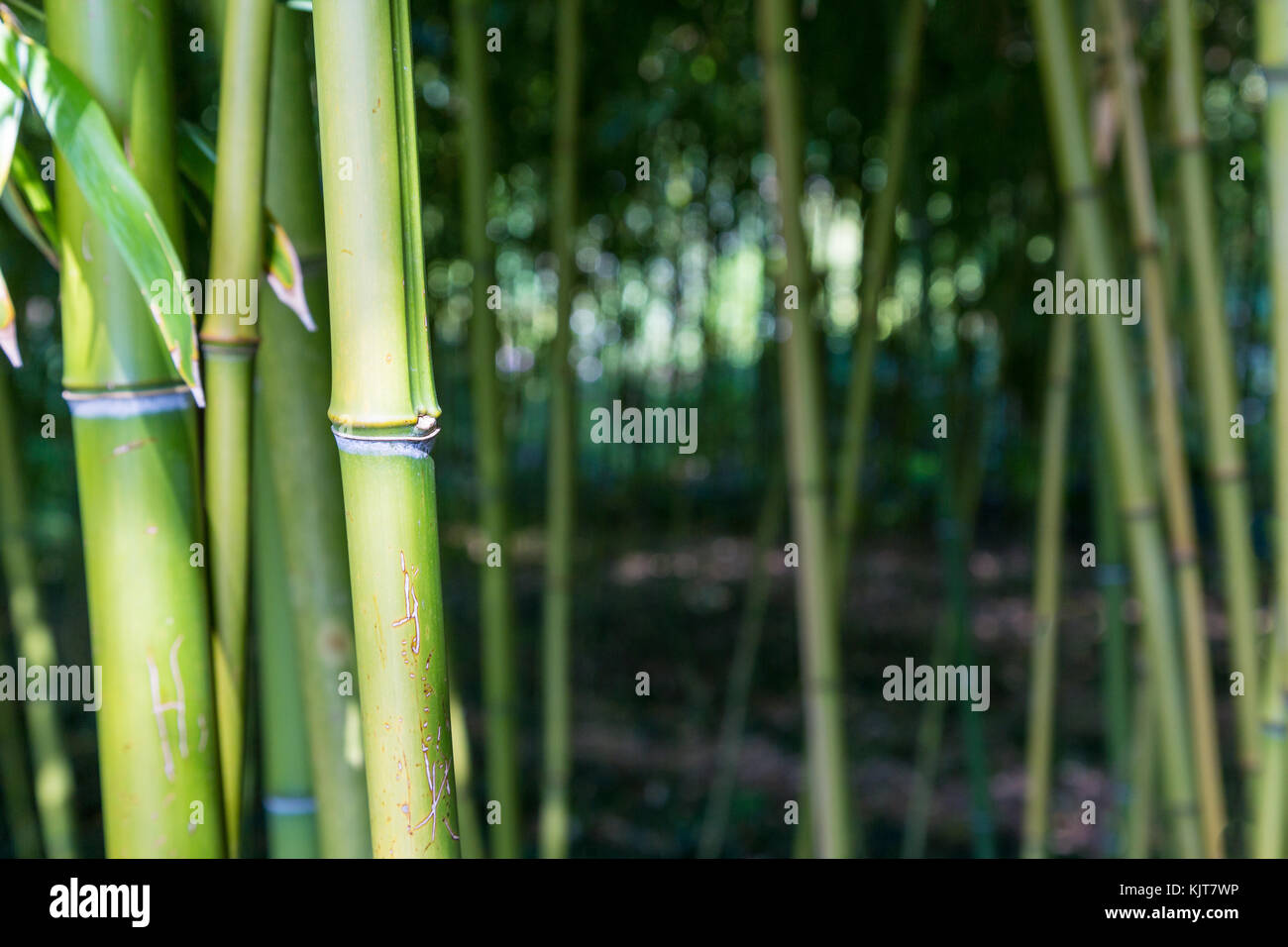 Closeup of bamboo trunks in the woods Stock Photo