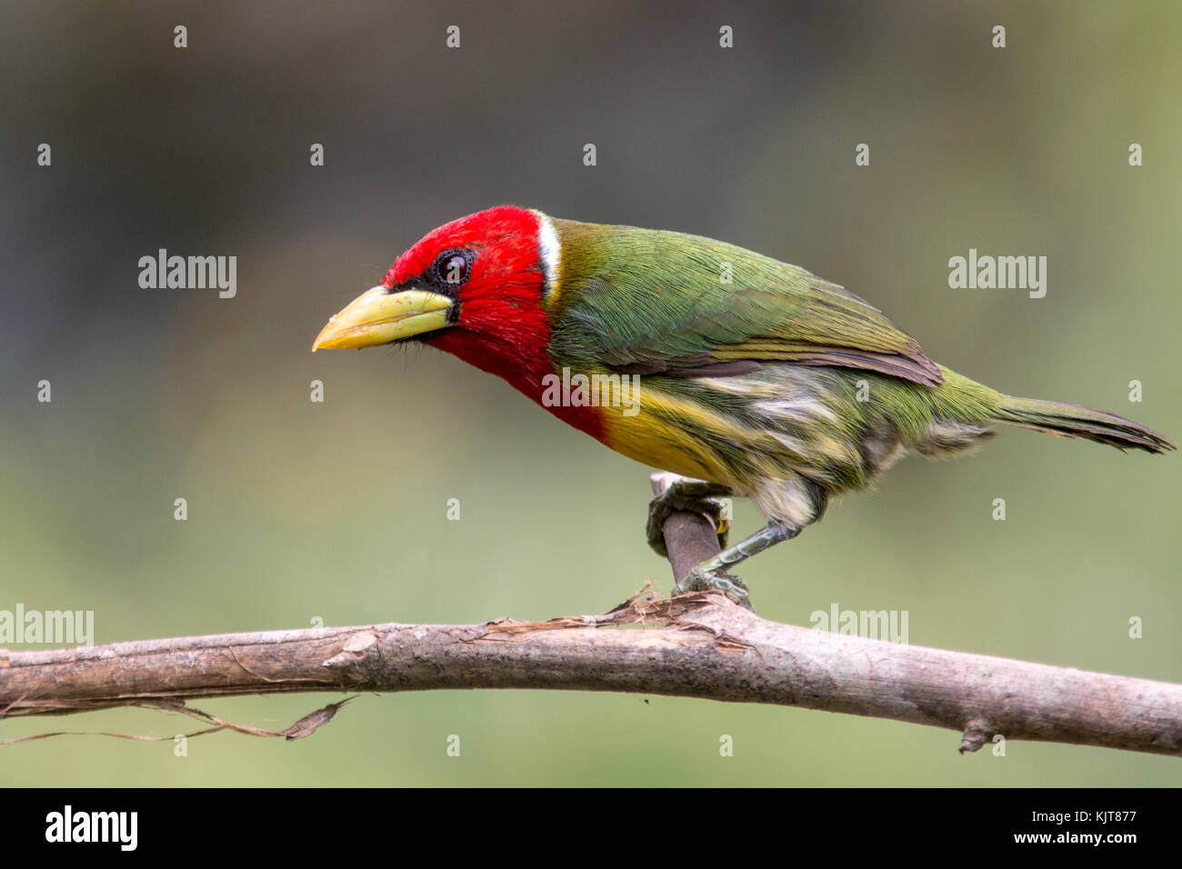 A Red-headed barbet perched in the Tandayapa Valley of Northern Ecuador. Stock Photo