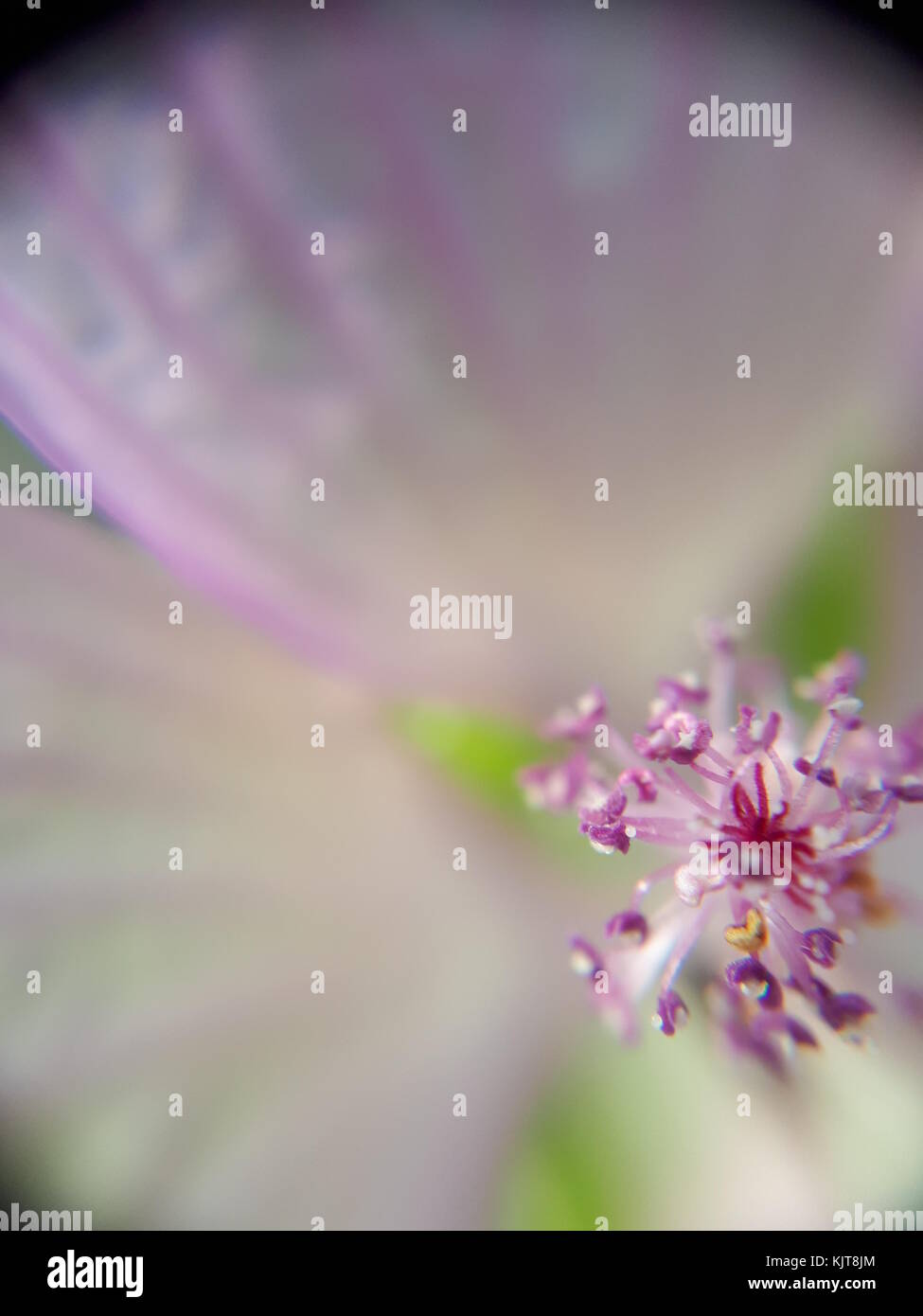 Pretty pink flower close up macro in a Devon garden Stock Photo - Alamy
