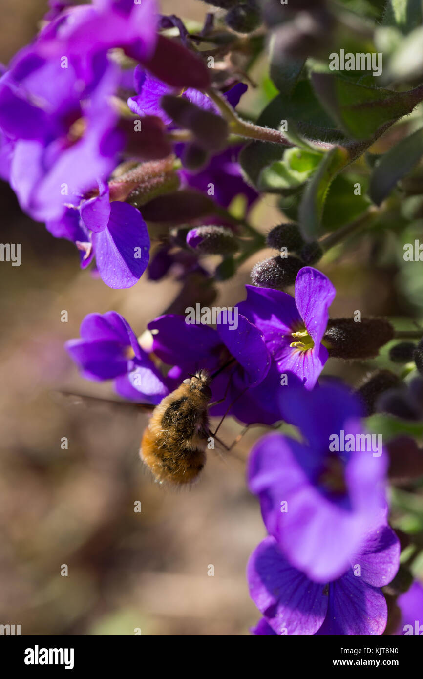 Large bee fly feeding hi res stock photography and images Alamy Large bee fly feeding hi res stock photography and images Alamy