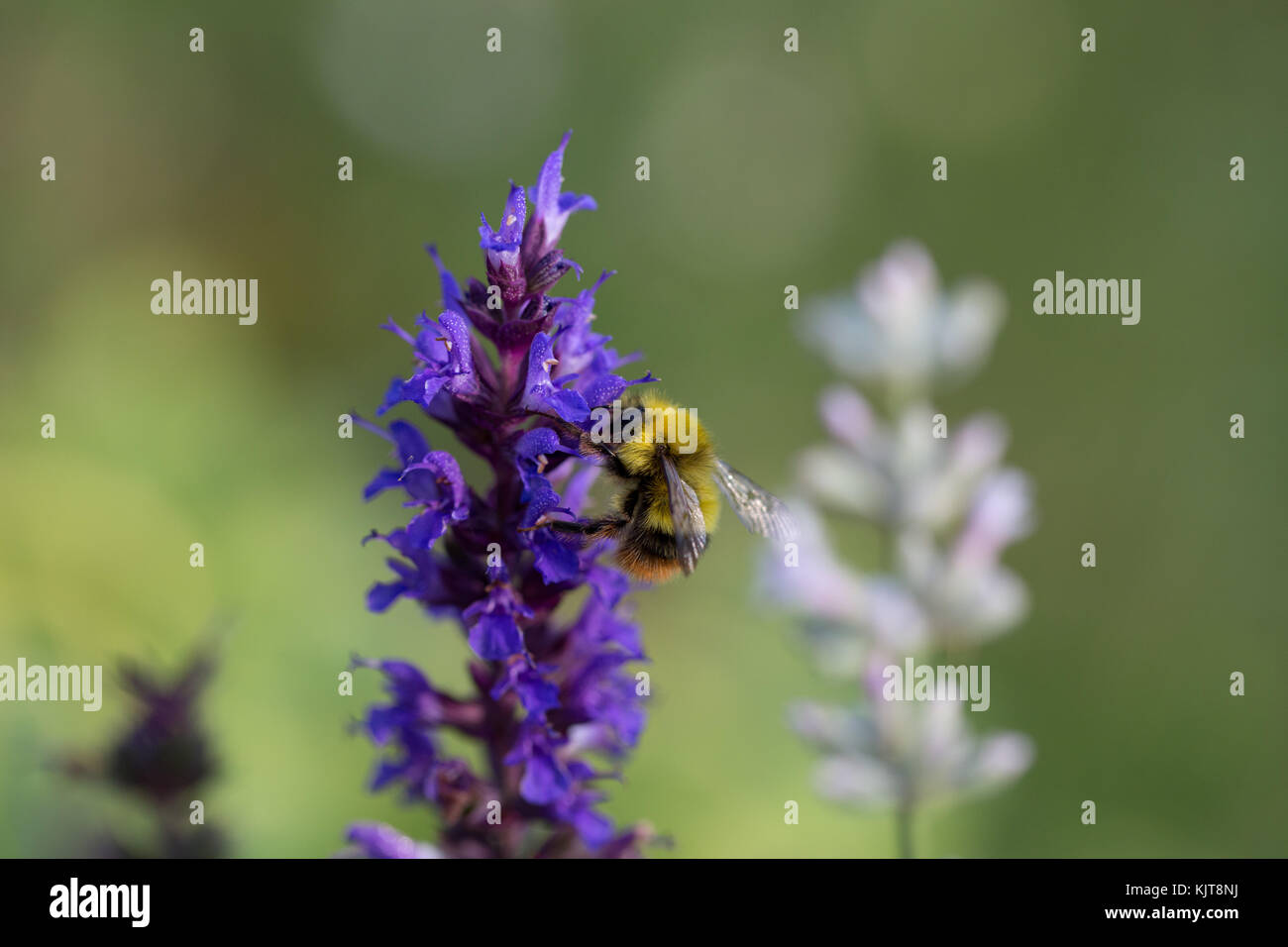 Early bumblebee feeding on flower Stock Photo Alamy