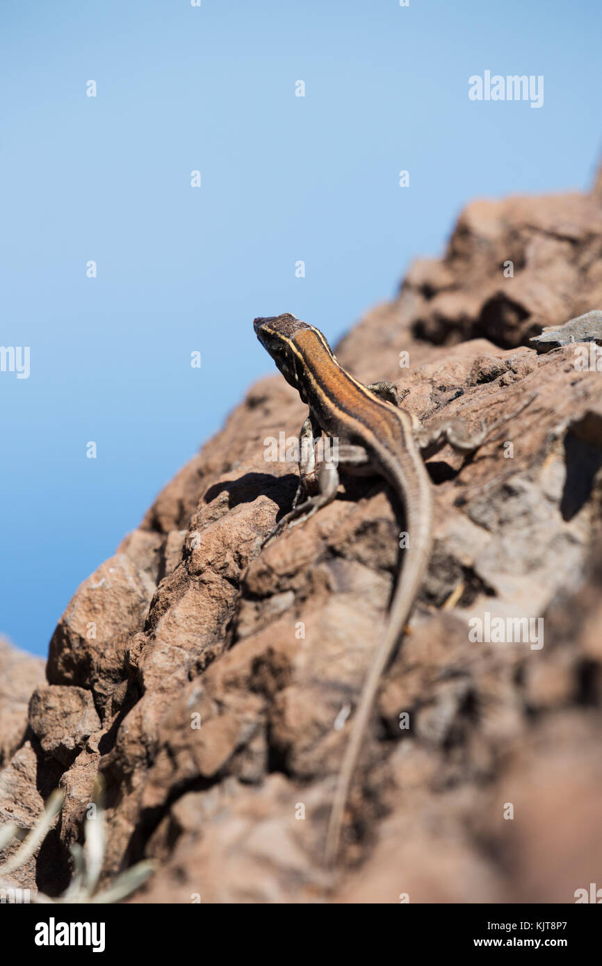Boettgers Lizard on La Gomera Stock Photo