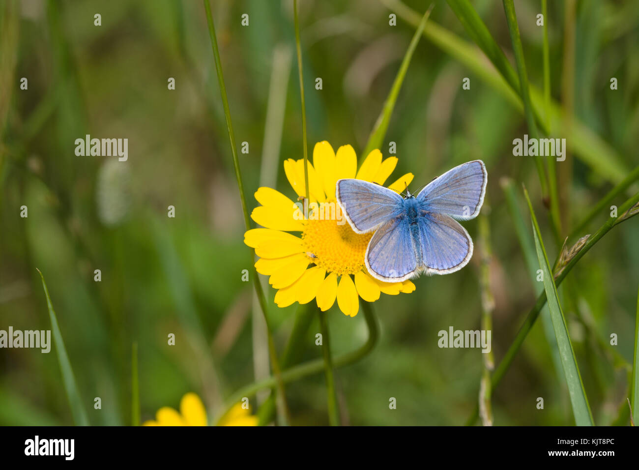 Common blue butterfly resting on golden marguerite Stock Photo