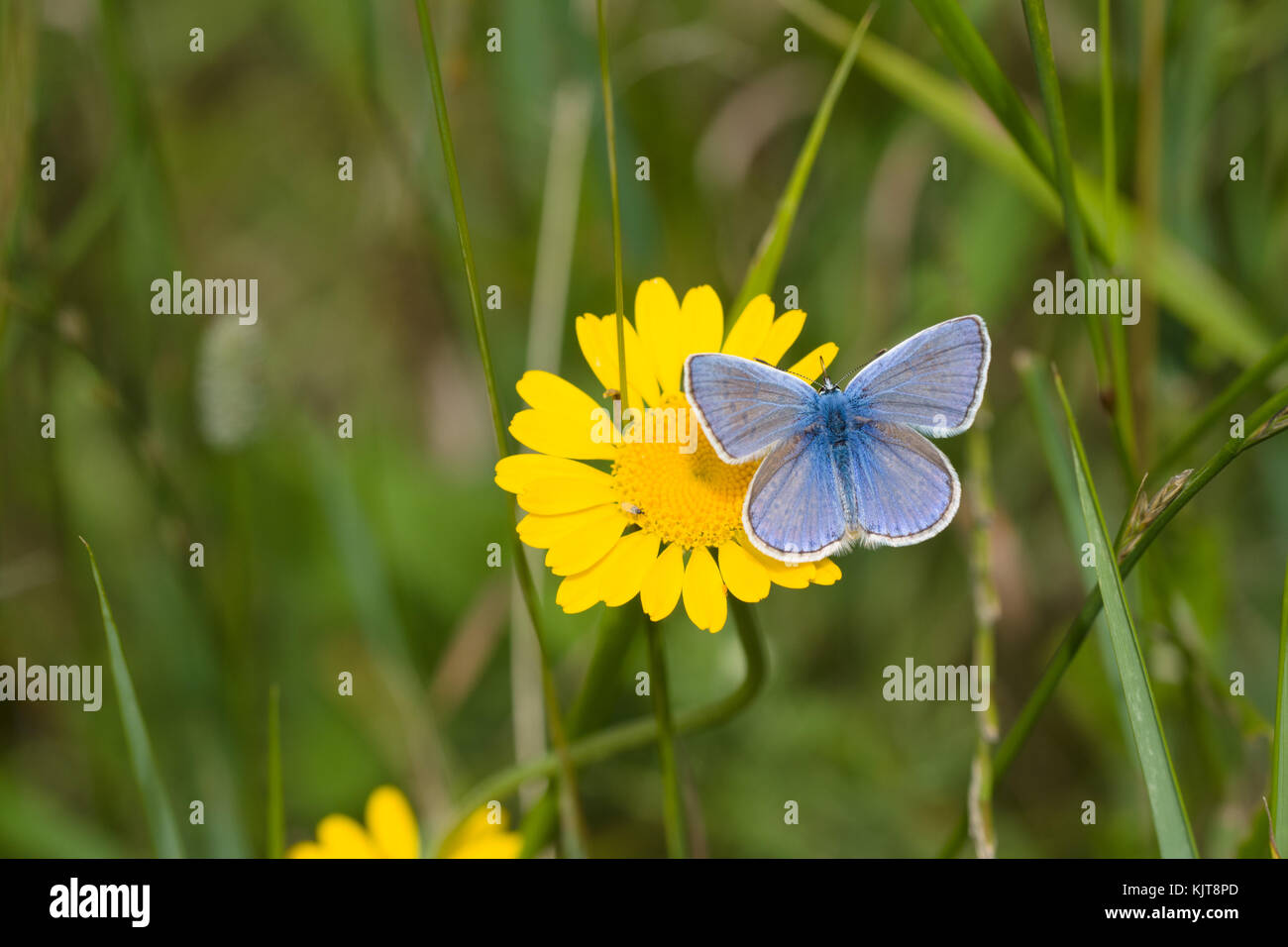 Common blue butterfly resting on golden marguerite Stock Photo