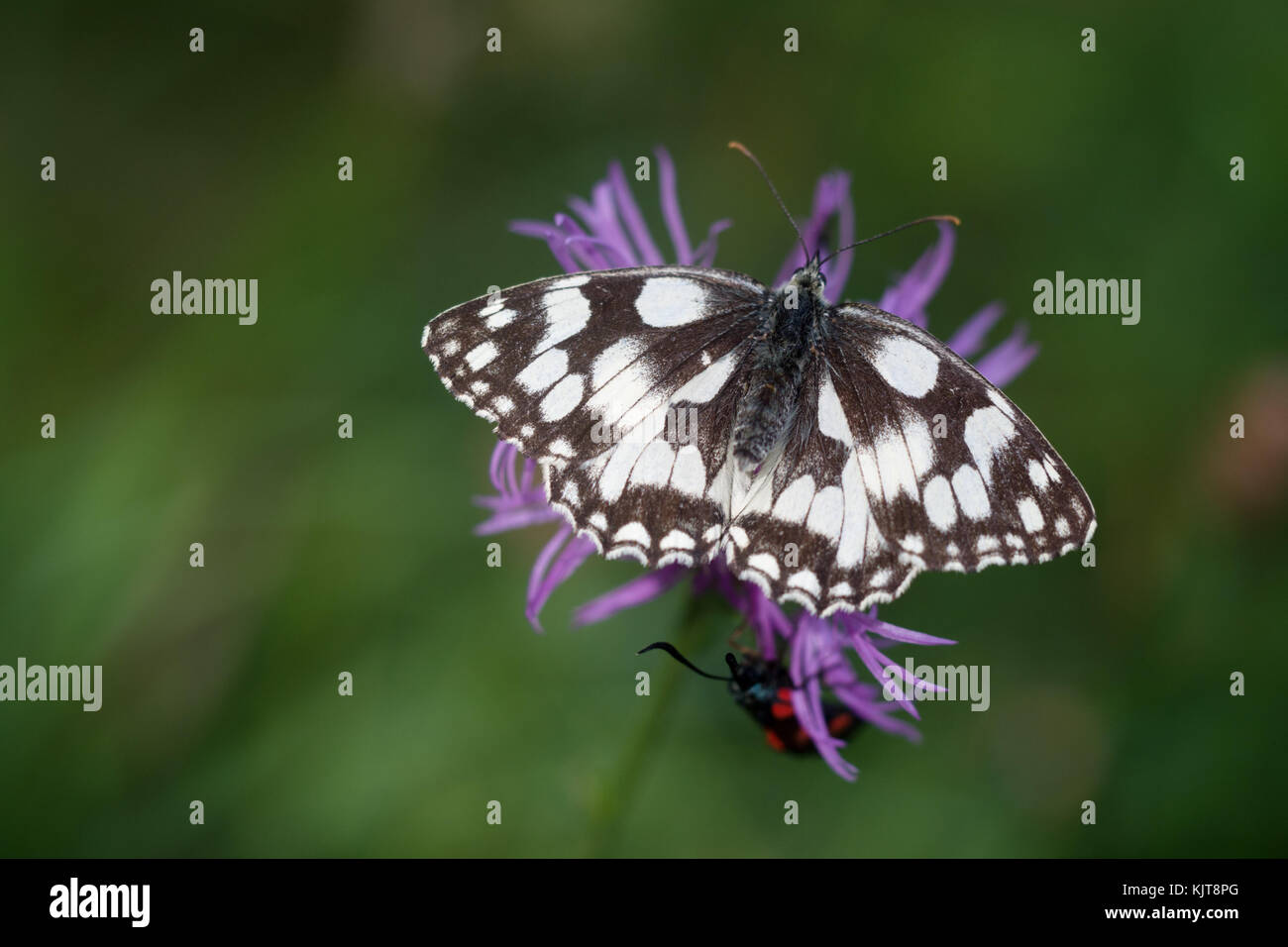 Marbled white butterfly Stock Photo