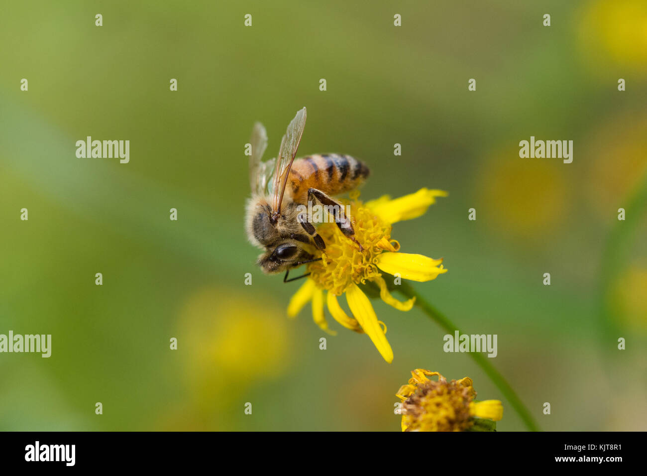 Honey bee on golden marguerite Stock Photo