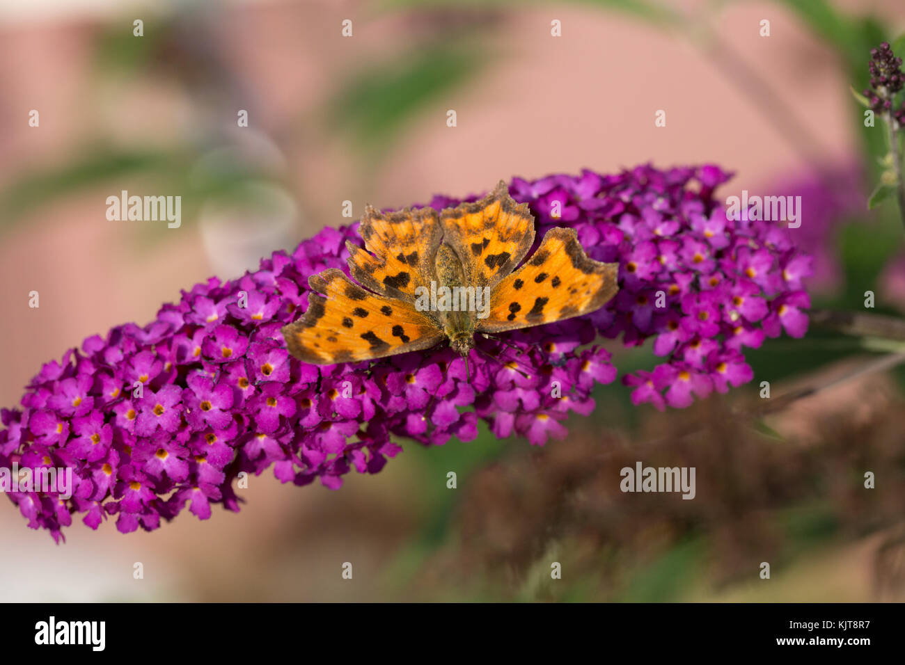 Comma butterfly (C-Falter) on Buddleja Stock Photo