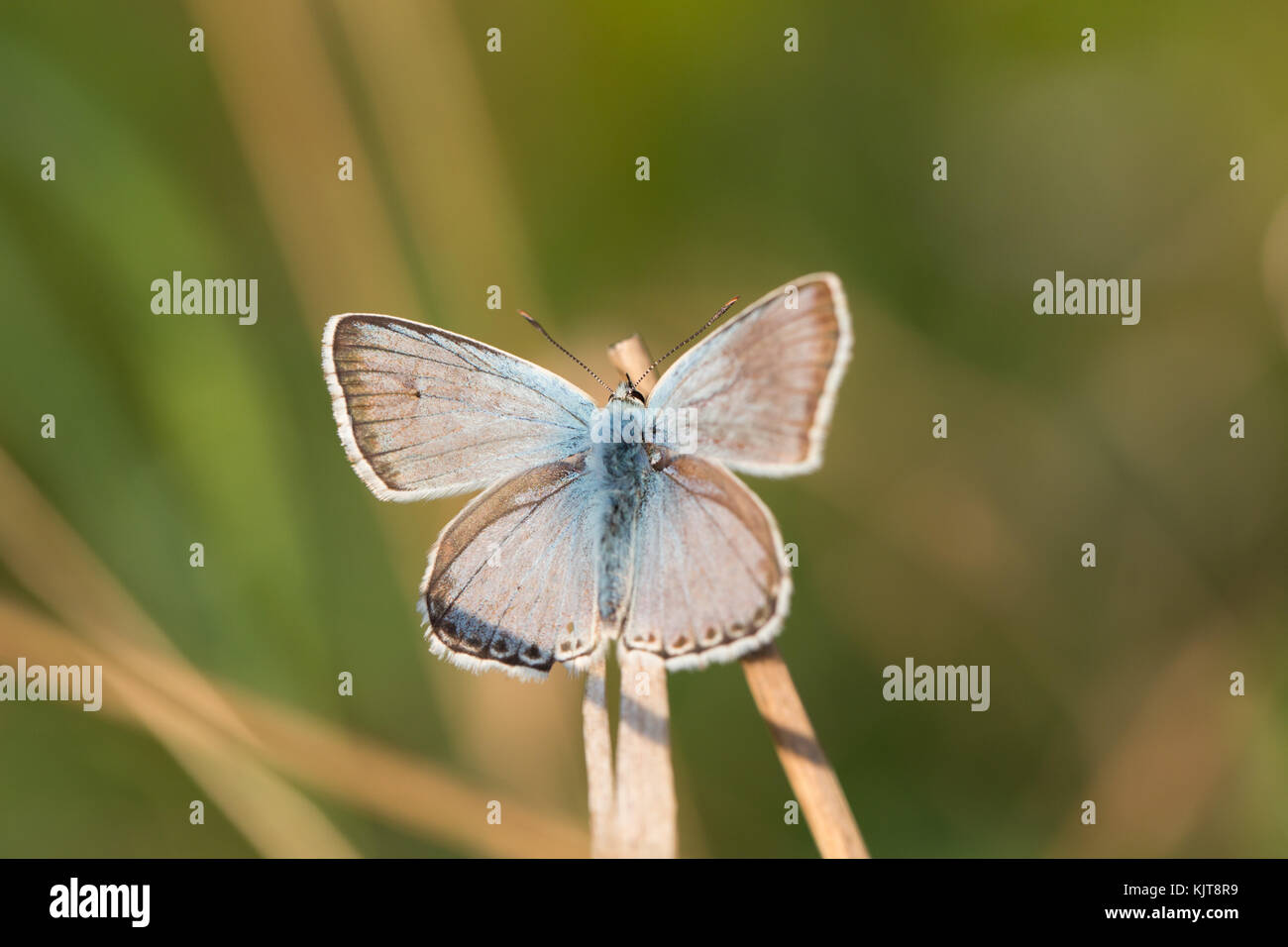 Common Blue, a butterfly Stock Photo