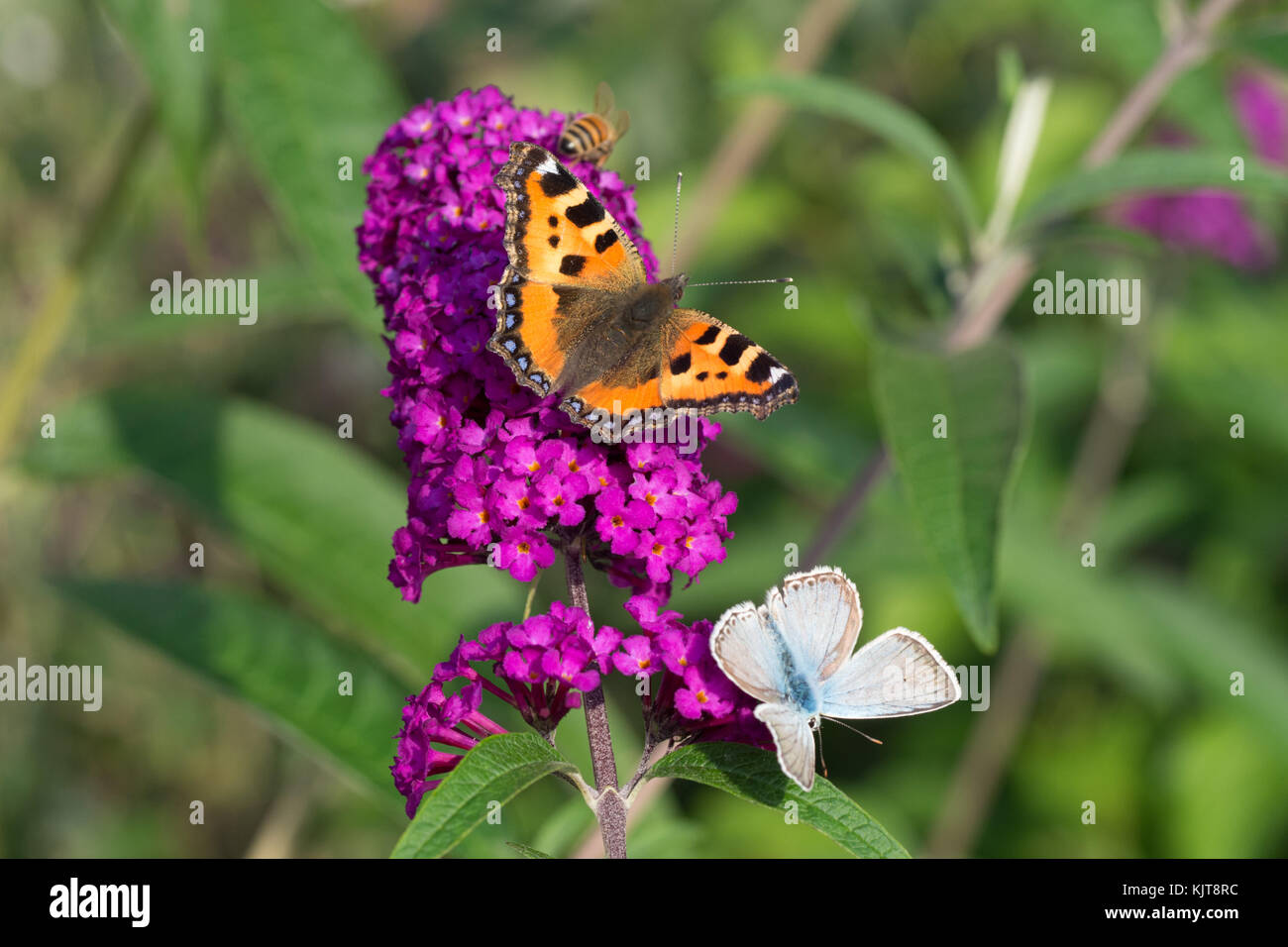 Common Blue and small tortoiseshell on a butterfly bush Stock Photo