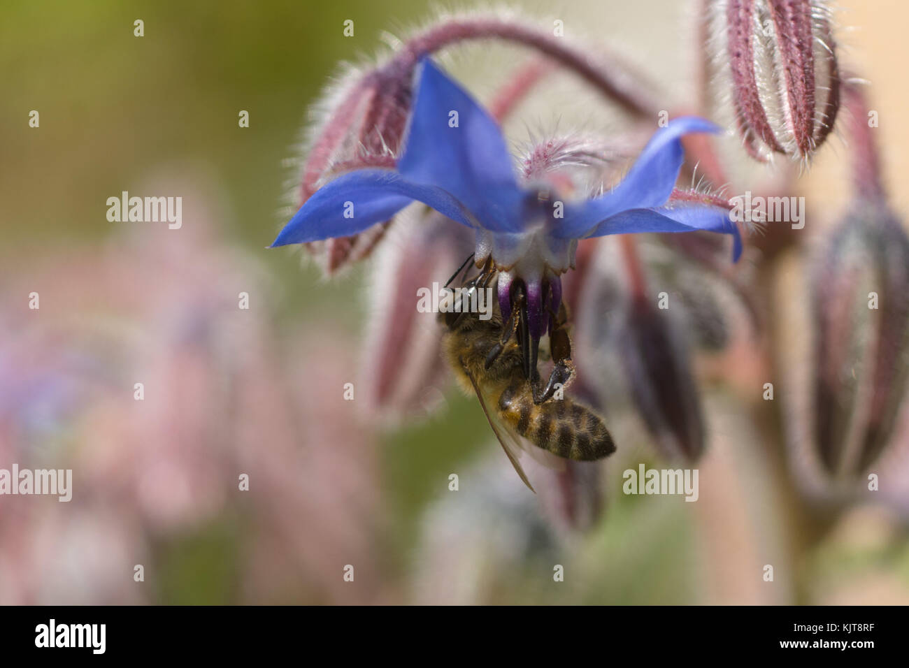 Honey bee on borage flower Stock Photo
