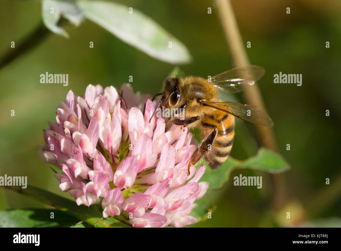 Honeybee on red clover Stock Photo