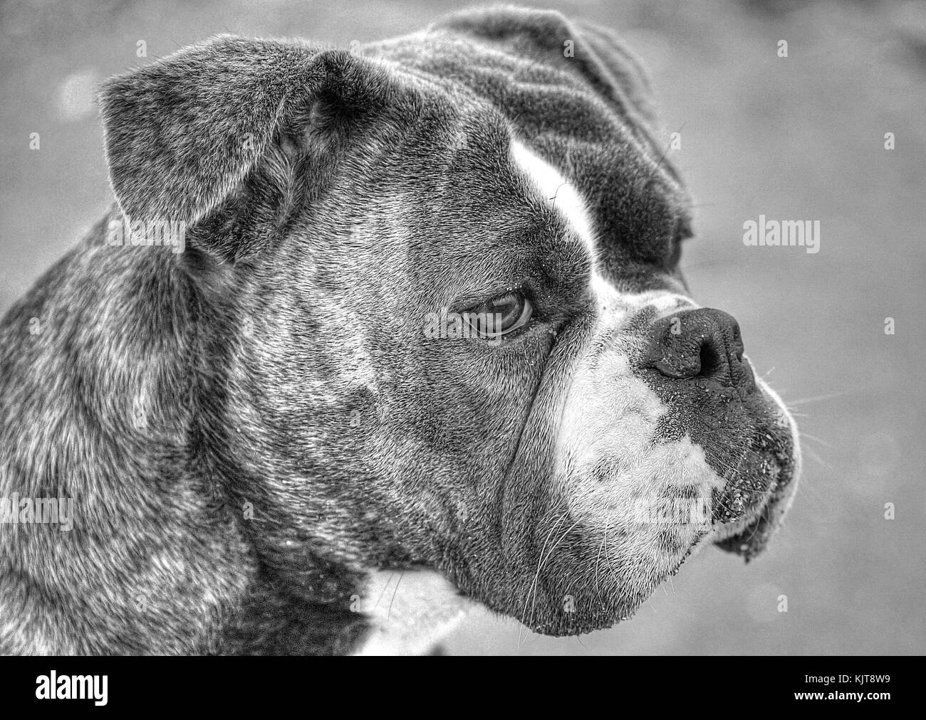 Madge Olde English Bulldogge Stock Photo