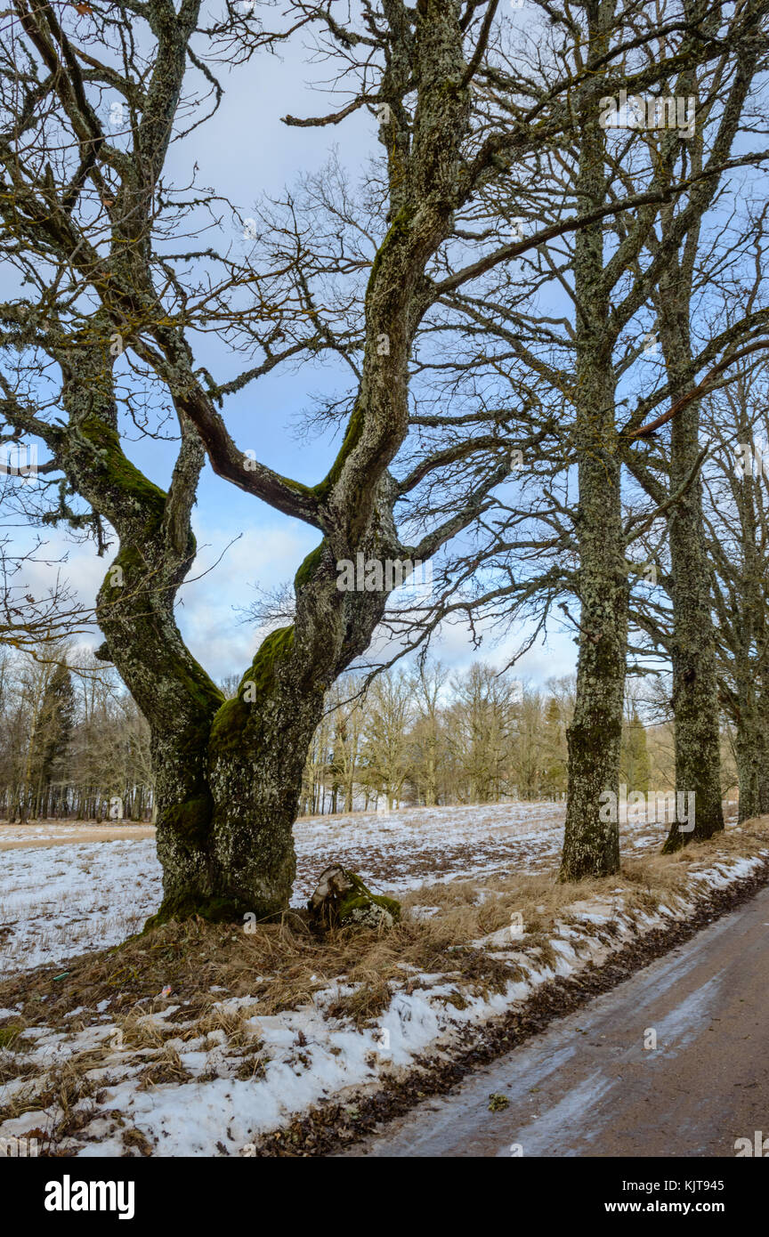 country road in winter with tyre tracks in the snow and ice Stock Photo ...