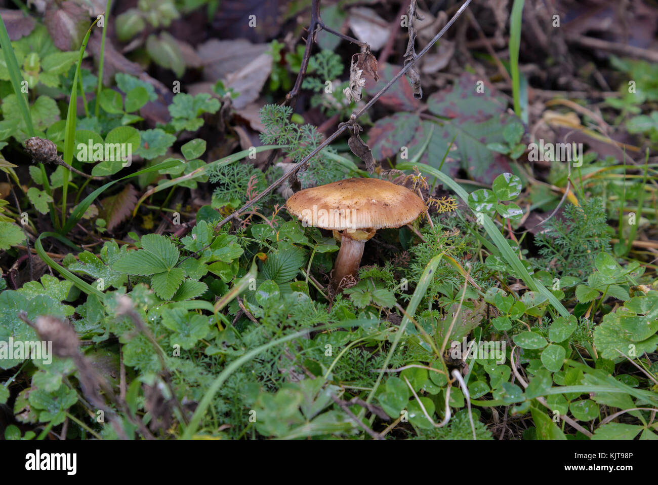 The fungus Armillaria photographed in the green grass Stock Photo