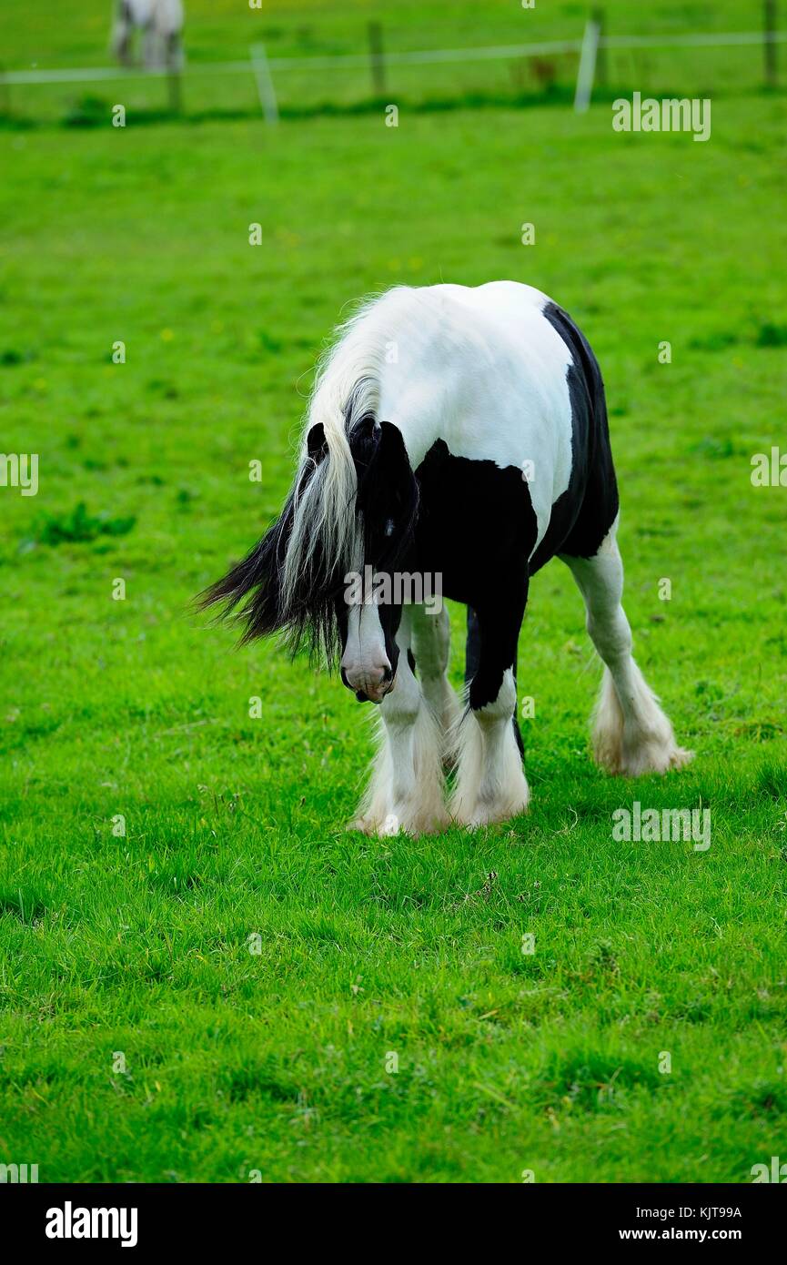 Piebald stallion with a long forelock Stock Photo Alamy