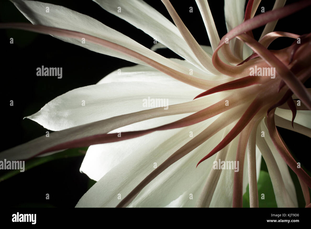 Studio photograph of a night blooming Cereus flower using light painting technique. Stock Photo
