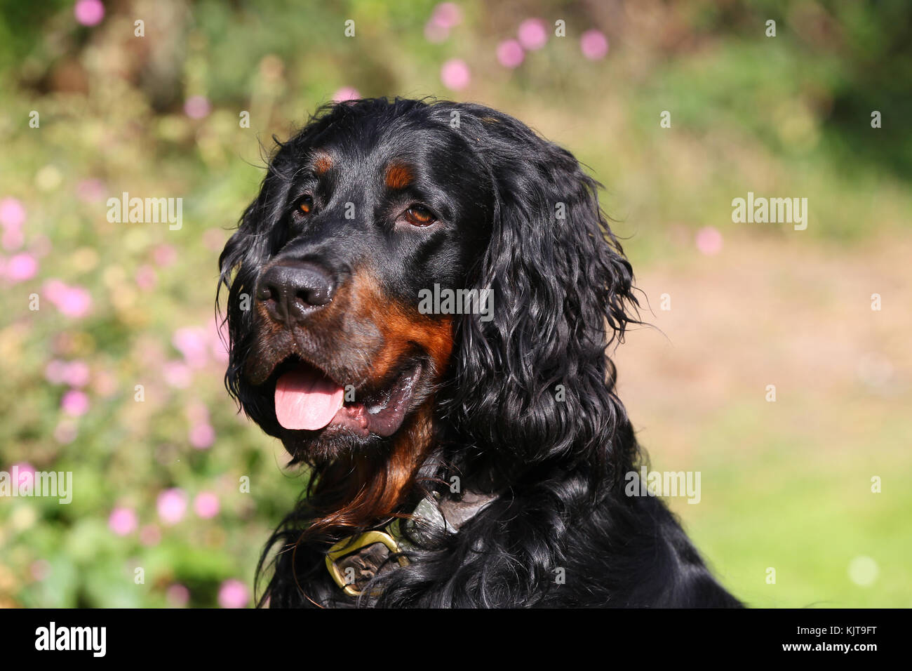 Black Tan Setter Headshot High Resolution Stock Photography And Images Alamy