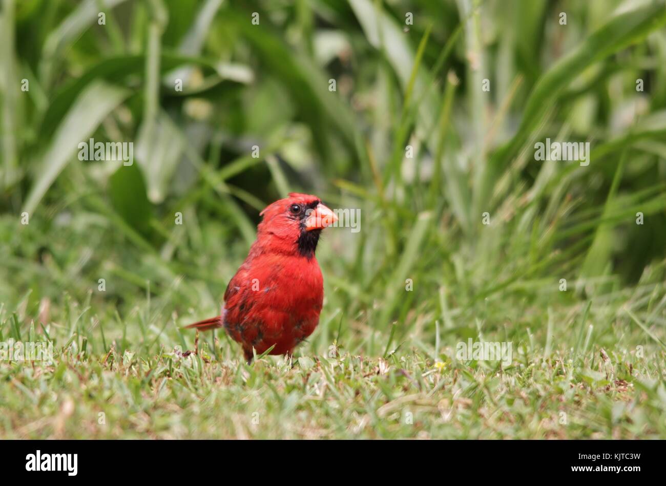 Northern Cardinal - Male of Crimson Red Stock Photo