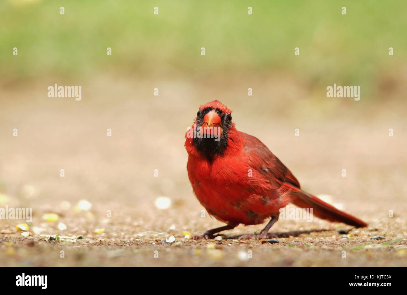 Northern Cardinal - Male of Crimson Red Stock Photo