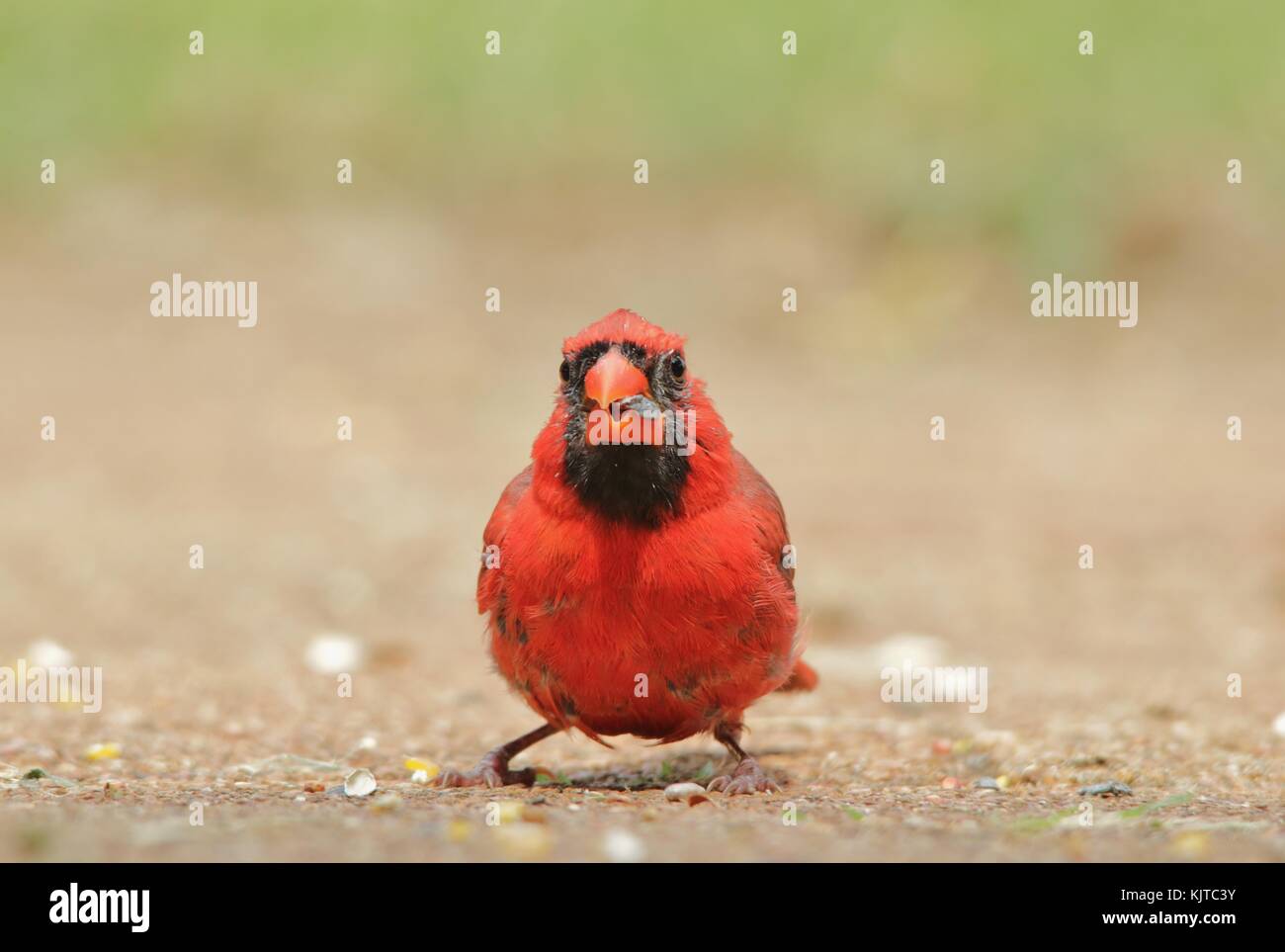Northern Cardinal - Male of Purest Red Stock Photo