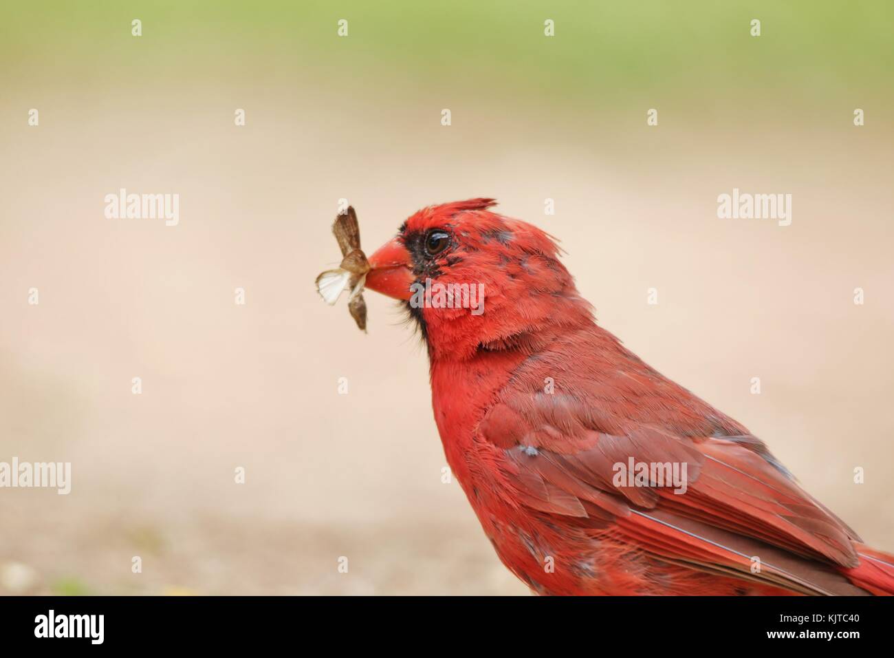 Northern Cardinal - Male of Purest Red Stock Photo