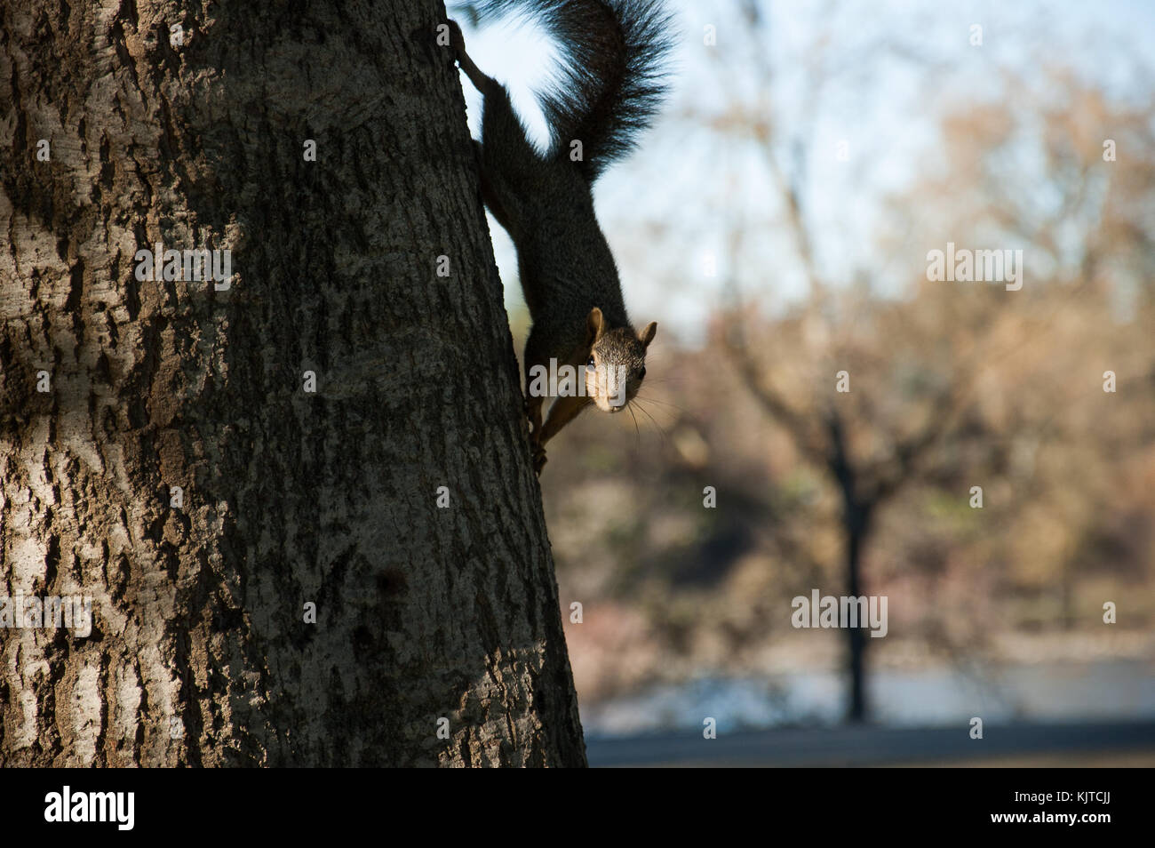 Young Squirrel Stock Photos & Young Squirrel Stock Images 